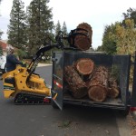 Tree Removal