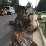 Tree Removal