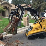 Tree removal