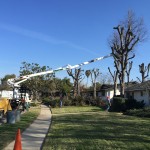 Tree Removal