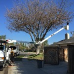 Tree Pruning