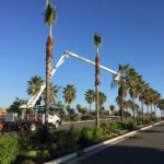 Bucket Truck Pruning