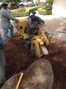 stump grinding