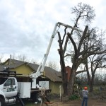 Tree Removal