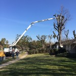 Tree Removal