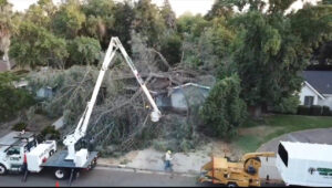 Emergency tree removal